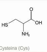 Image result for cystyna
