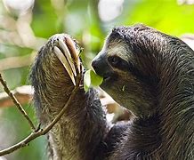 Image result for Sloth Nails