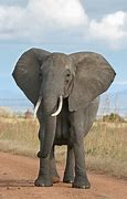 Image result for The Elephant Is Big