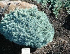 Picea pungens Blue Pearl 的图像结果