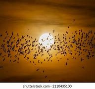 Image result for Bats in Sky