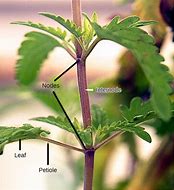 Image result for Apple Leaf Stem and Seeds Template