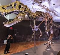 Image result for Largest Dinosaur Ever Found