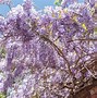 Image result for Chinese Wisteria