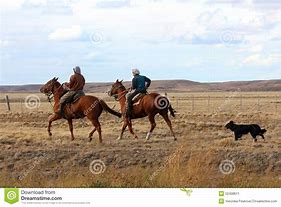 Image result for Herding Cattle Dog Cowboy