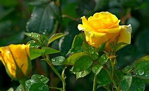 Image result for Golden Roses Photography