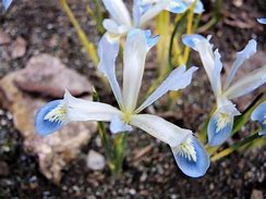 Image result for Iris reticulata Frozen Planet