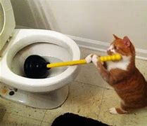 Image result for Cat Playing in Toilet Meme