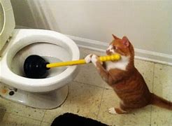 Image result for Toilet Cat Meme FFXIV