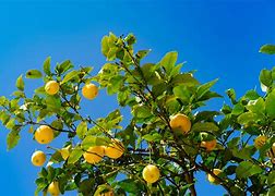 Image result for Hybrid Trees Apple Lemon-Orange