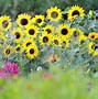 Image result for Colorful Sunflowers
