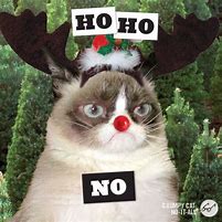 Image result for grumpiest cats holiday meme