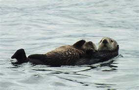 Image result for Alaskan Otter