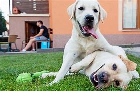 Image result for Clone Dog