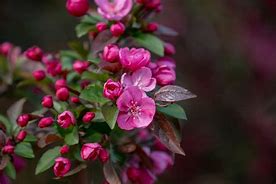 Image result for Pink Flowering Crabapple Tree