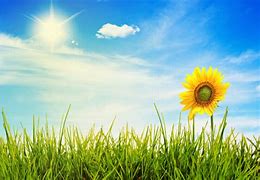 Image result for Sunny Day Getty