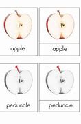 Image result for Parts of an Apple Montessori