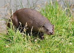 Image result for +Europe Otter