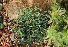 Image result for Allium senescens