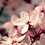 Image result for Spring Wallpapers Blurry