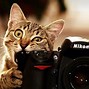Image result for Silly Cat Background