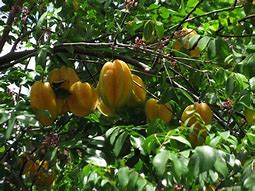 Image result for Arbre Fruitier Tropical