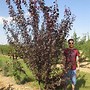 Image result for Prunus cerasifera Nigra