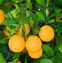 Image result for Valencia Orange