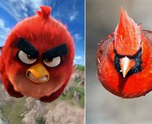 Image result for Angry Birds Chartacters in Real Life