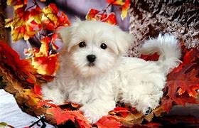 Image result for Beautiful Puppy