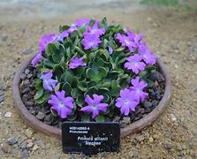 Image result for Primula allionii William Earl
