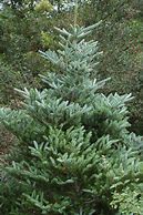 Image result for Abies koreana Silberlocke