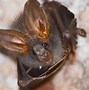 Image result for bats animals diets