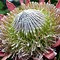 Image result for Protea Plant