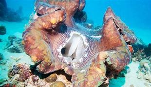 Image result for Giant Pacific Clam