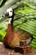 Image result for Duck Skin Paragon