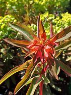 Image result for Euphorbia griffithii Fireglow