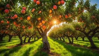 Image result for Florida King Peach Tree