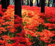Image result for Deep Red Flowers in Japan