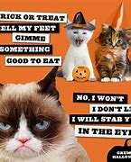 Image result for Grumpy Cat Memes Funny