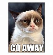 Image result for Grumpy Cat Memes New