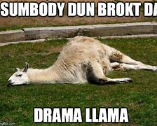 Image result for No Drama Llama Meme