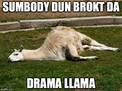 Image result for Crazy Llama Meme