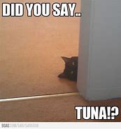 Image result for Tuna Cat Meme