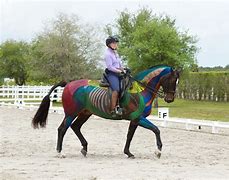 Image result for Dressage Movements