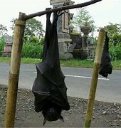 Image result for Flying Fox Bat Philippines