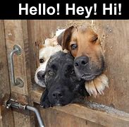 Image result for Hello Cute Animals Meme