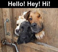Image result for Funny Dog Hello