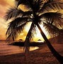 Image result for palm trees sunset wallpapers