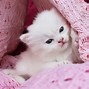Image result for So Cute Cats